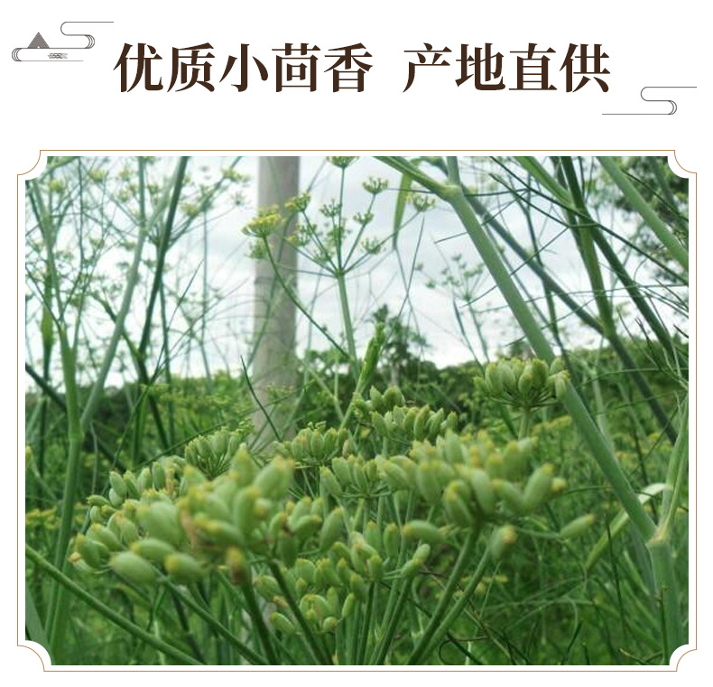 Fennel Seed Fine Powder Xiao Hui Xiang Culinary Spice 500g key features