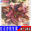 Red Cloud Lettuce seed leaves with lettuce seeds, purple, red bitter chrysanthemum, oily wheat vegetables, eaten dipped sauce vegetable seeds four seasons