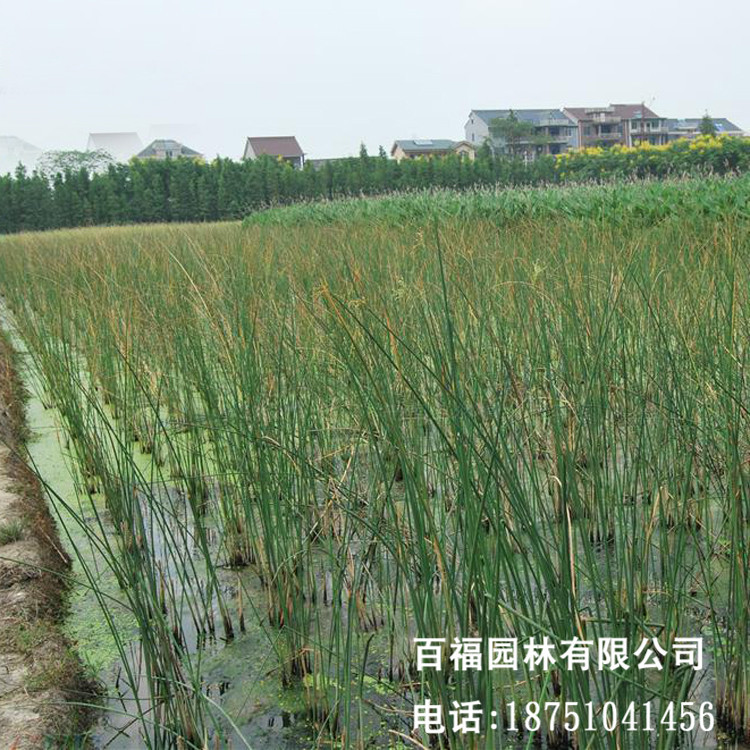 水蔥 地圃批發 多年生挺水濕地綠化景觀植物