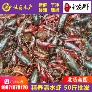 Hubei Qianjiang Lake Clear and Waters Freeming Fresh Cruise Fresh Crimson Red Aquatic Products Оптовые две креветки 456 денег