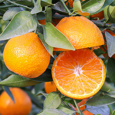 Sichuan Province Yellow fruit fresh Fruit 9 Large fruit Mixed pack Season Season fruit Place of Origin Direct selling On behalf of