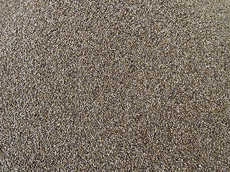 Cassia Seed Jue Ming Zi 500g Dried Seeds for Herbal Tea and Filling specifications