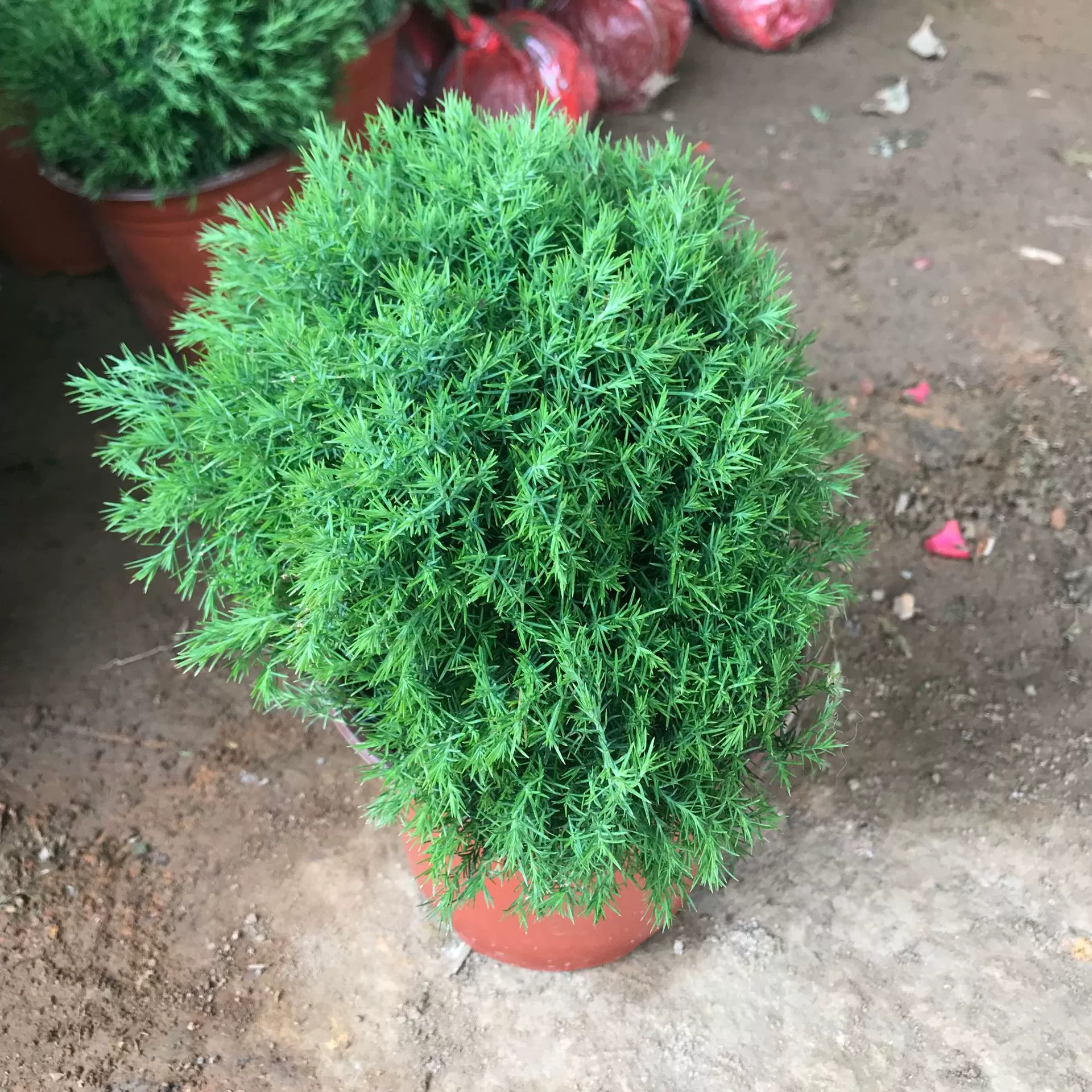 Теплица оптом туман сосна небольшой горшок Настольный балкон Крытый легко выращивать зеленые растения вечнозеленая очистка воздуха Зеленые растения