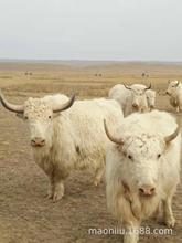 2022特种养殖项目 肉牛养殖非西门塔尔牛 鲁西黄牛 高原牦牛品种