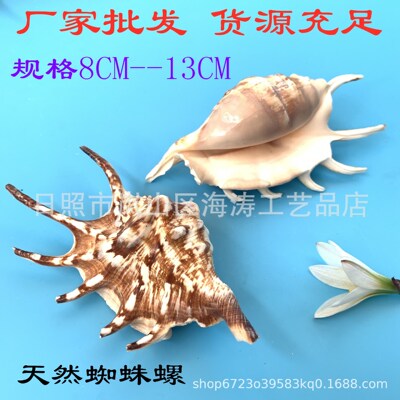 Раковина Shell Spider Snail Snail Snail Fish Танк аквариум ландшафтный ландшафт домашний платформ