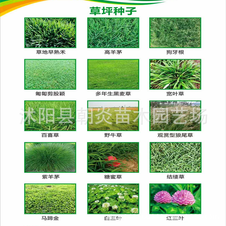 张3正草坪_副本