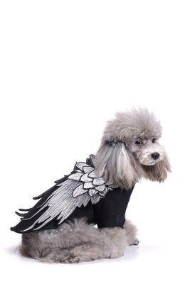 寵物衣服工廠批發翅膀寵物衣服新品春秋裝 小狗衣服翅膀款秋裝