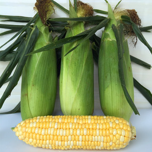 Принесите 10 фунтов свежих кукурузных фруктов, сладкую кукурузую кукурузую, кукурузное зерно, сладкое и хрустящее, может съесть кукурузу
