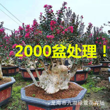 河南紫薇樁景 上海賠償紫薇樁頭 安徽占地紫薇樁價格 百日紅基地