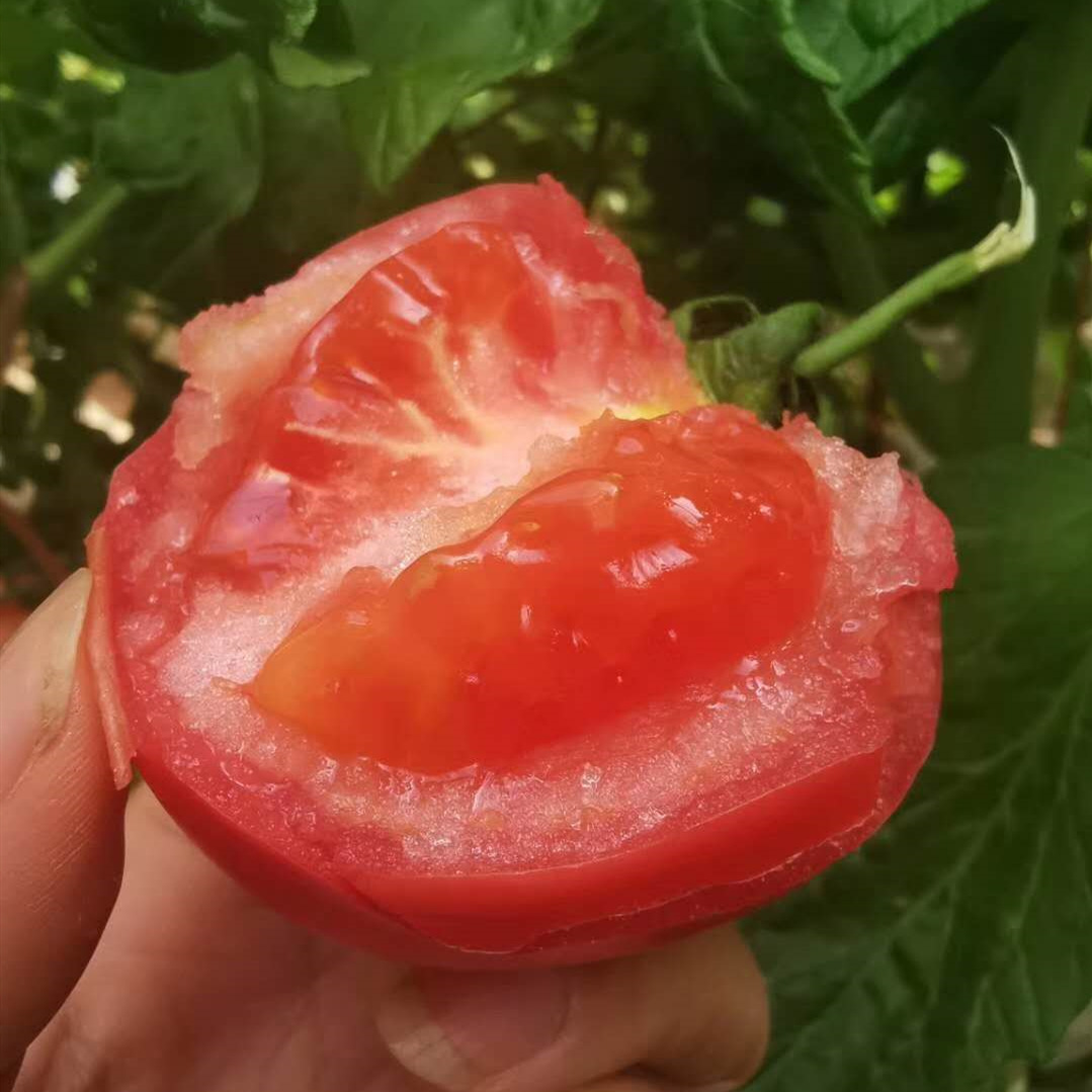西红柿四川普罗旺斯西红柿5斤熟沙瓤水果番茄新鲜蔬菜一件代发