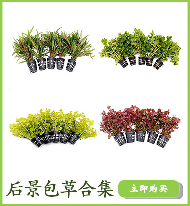 后景包草合集详情页链接使用