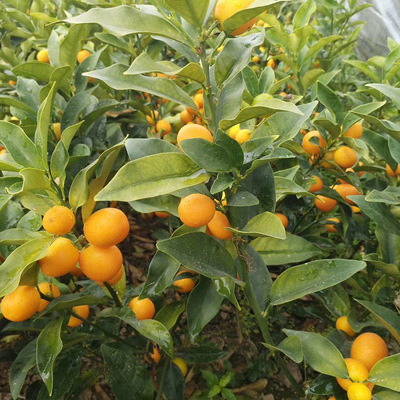 Guangxi Nursery wholesale Kumquat Fruit tree seedlings Then Result Kumquat Grafted wholesale