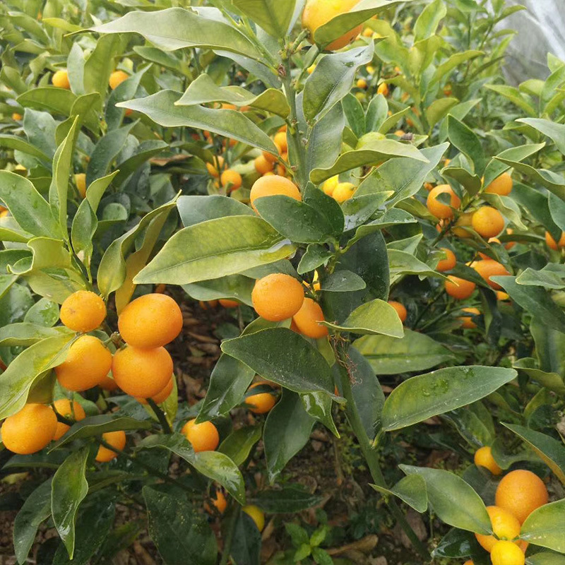 Guangxi Nursery wholesale Kumquat Fruit tree seedlings Then Result Kumquat Grafted wholesale
