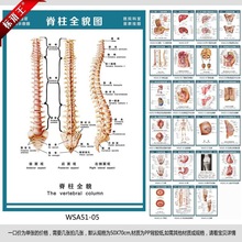 医院科室宣传画挂图人体结构解剖图脊柱全貌图墙贴画贴纸WSA51