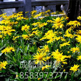 春菊价格 最新春菊价格 批发报价 价格大全 阿里巴巴