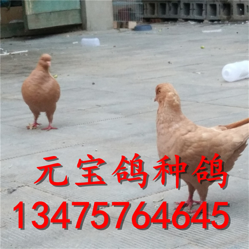 贺州白羽王鸽种鸽价格  6斤肉鸽图片