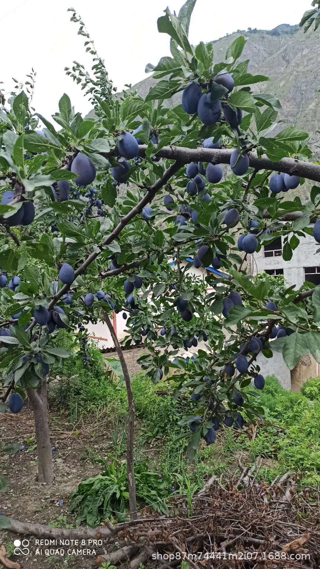 微信圖片_202007230107125.jpg?x-oss-process=image/format,png