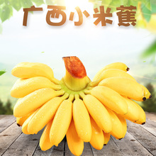 全年供货代发 广西小米蕉 5/9斤新鲜水果当季香甜芭蕉黄皮香蕉