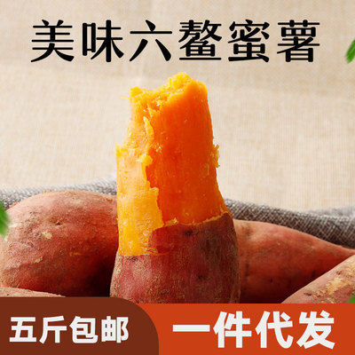 福建六鳌沙地紅蜜薯現挖農家新鮮西瓜紅地瓜番薯産地直發壹件代發