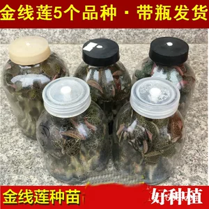 Fujian Golden Line Lotus SEDINGERS BOTTLE MIAO Имитация диких красных саженцев.