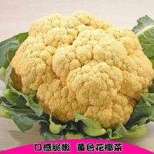 紫色花椰菜 紫色花椰菜品牌 图片 价格 紫色花椰菜批发 阿里巴巴