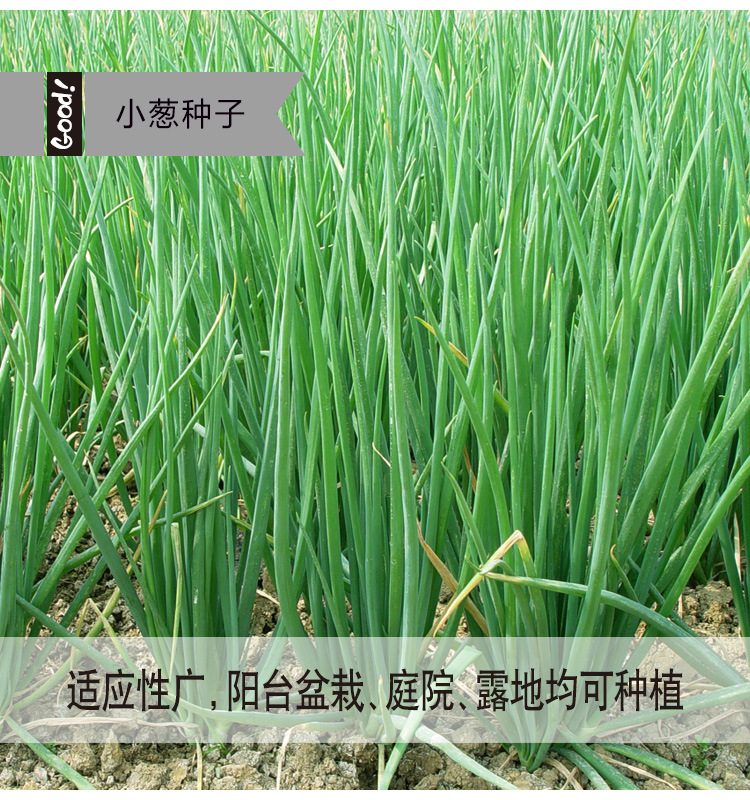 四季小葱03-3