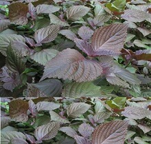 紫苏种籽子 蔬菜 水果厂直 当季新采家 庭院阳台圃食用量大销价优