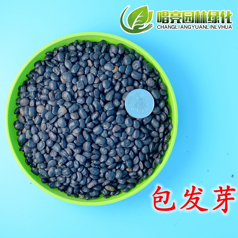 新采国槐种子 一级速生国槐种子 国槐树种籽 国槐树苗  林木种子|ms