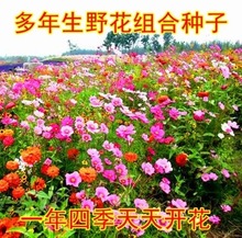 野花组合种子 草花种子 菊花种子 庭院花卉 金鸡菊二月兰 花种子