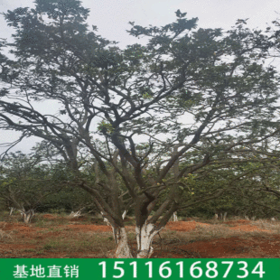 ���l��ֲ���� �ؗU��ֲ���־�Ʒ������ľ�@�־G������ ����ֱ�N