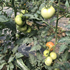 Zhongke Maohua Vegetable Seed Diana Tomato seed pink fruit type beautiful cracking resistance 100 grains