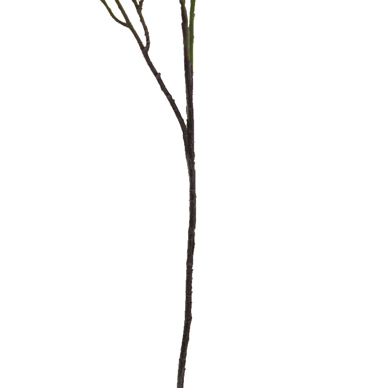 XRG-026 石榴果3叉枝1.03米 (5).jpg