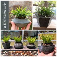 青石头微景观小花盆摆件绿植菖蒲文竹创意盆栽造景家居装饰品