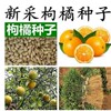 Citrus aurantium seed poncirus trifoliata Red and Orange Orange Citrus Orange Navel grafting Stock Tree Seeds Poncirin seed