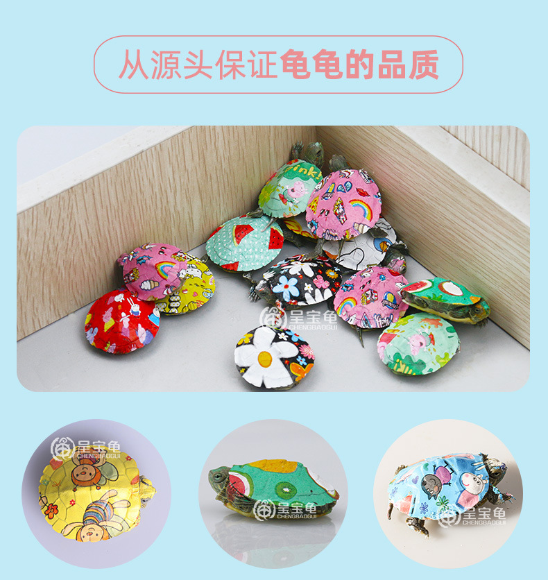 长尾炫彩详情12