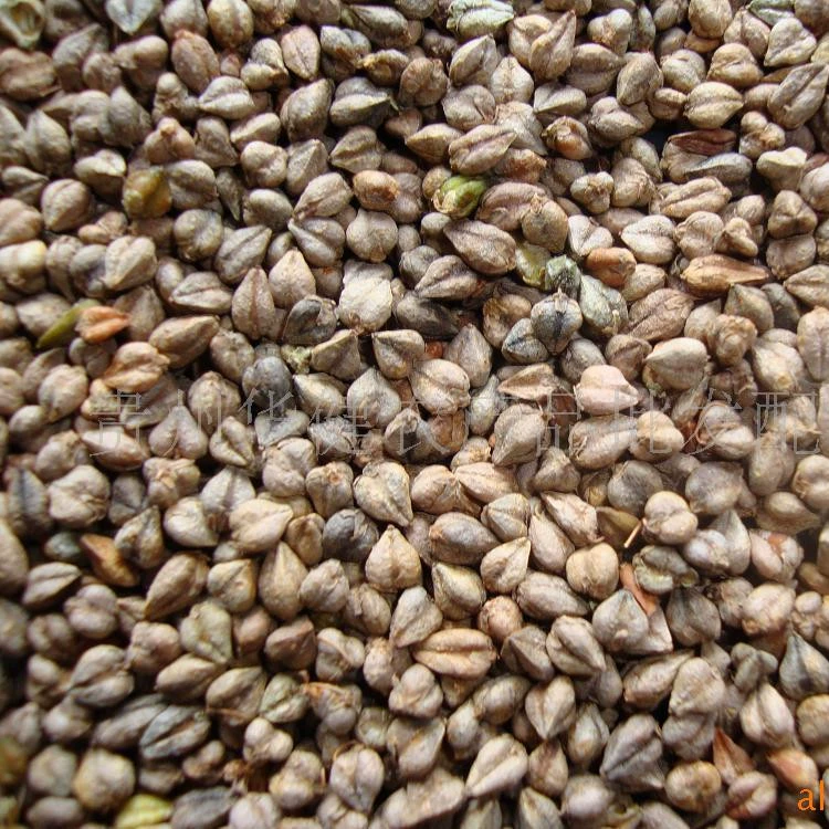 Оптовая поставка сладкая гречневая крупа хорошего качества гречневая натуральная выборка гарантия качества