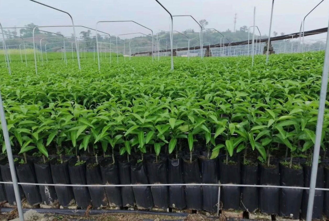 без core Wo саженцы апельсина 4