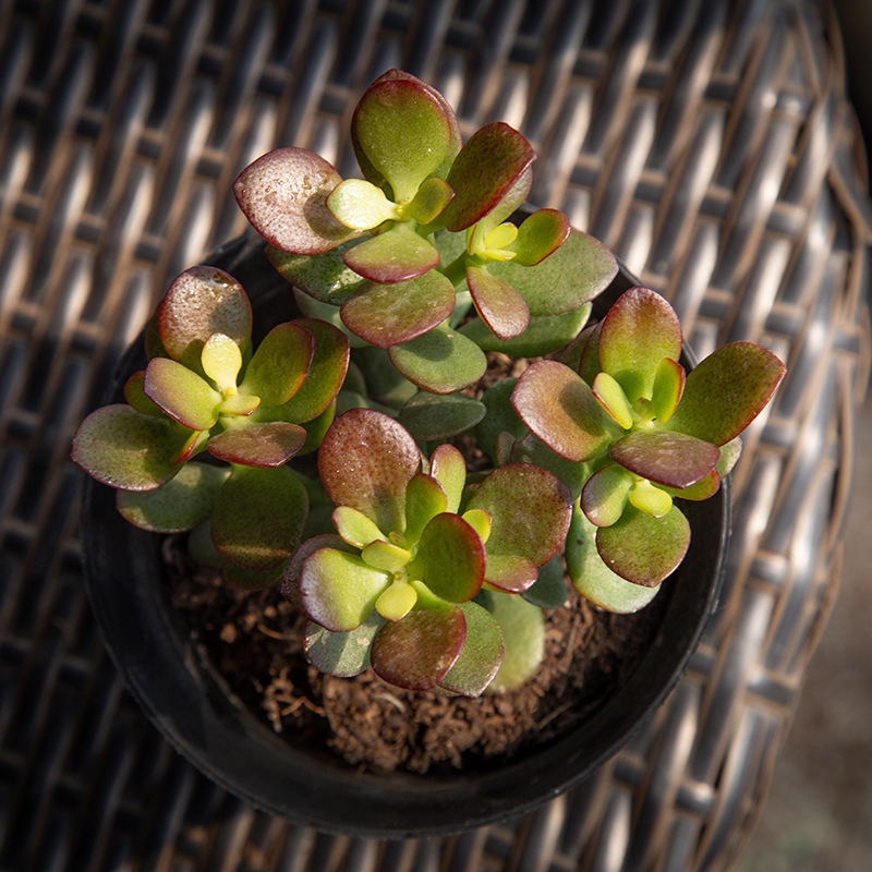 姬红花月多头9-10