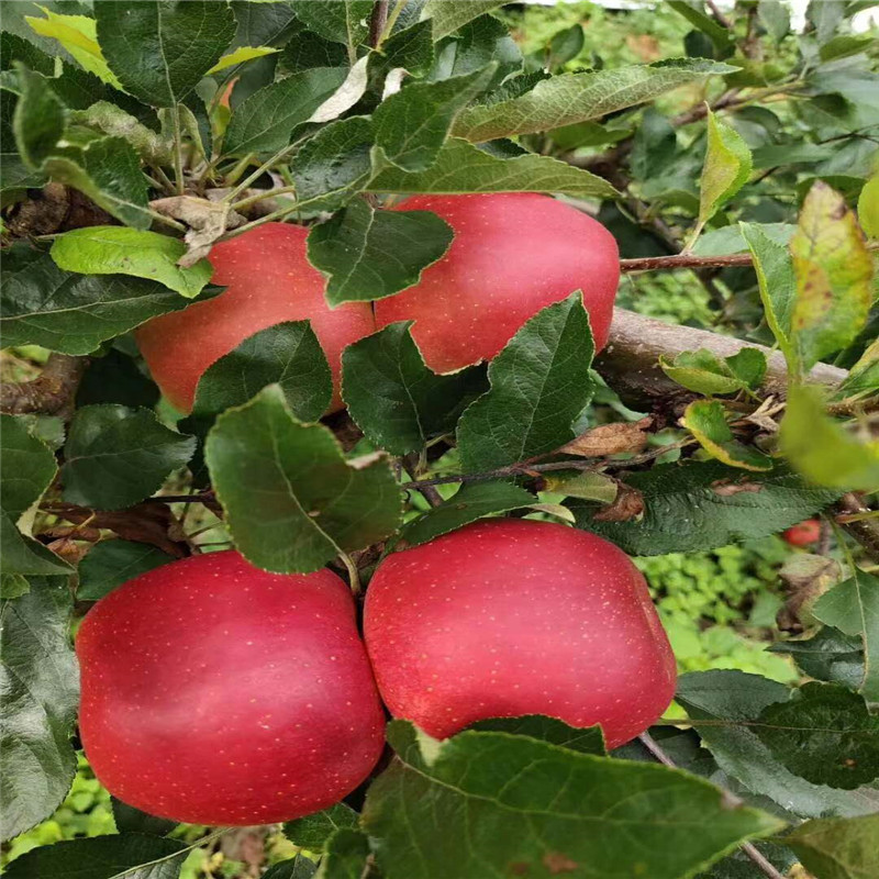 微信图片_202008121052351