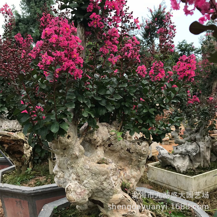 IMG_5352(20200224-210402)