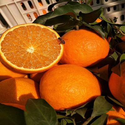 四川眉山愛媛38號果凍橙大果田園現摘貨橘子新鮮水果手剝橙子10斤