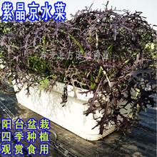紫晶菜种子 紫晶菜种子品牌 图片 价格 紫晶菜种子批发 阿里巴巴