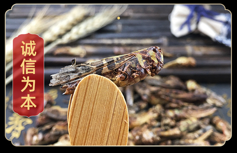 Dried Grasshoppers Ma Zha Edible Insect Snack Ingredient Sun Dried 500g in use