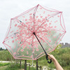 Japanese fresh double-layer umbrella for elementary school students