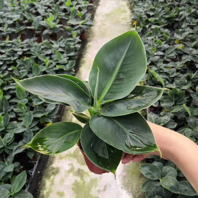 【基地直供】盆栽果树苗庭院盆栽花卉 居家花卉植物盆栽 90#香蕉|ms