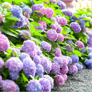 ���ܷN�����l(���ÿ� ���N��)����N�ѻ�ɫ����N���ļ��_��