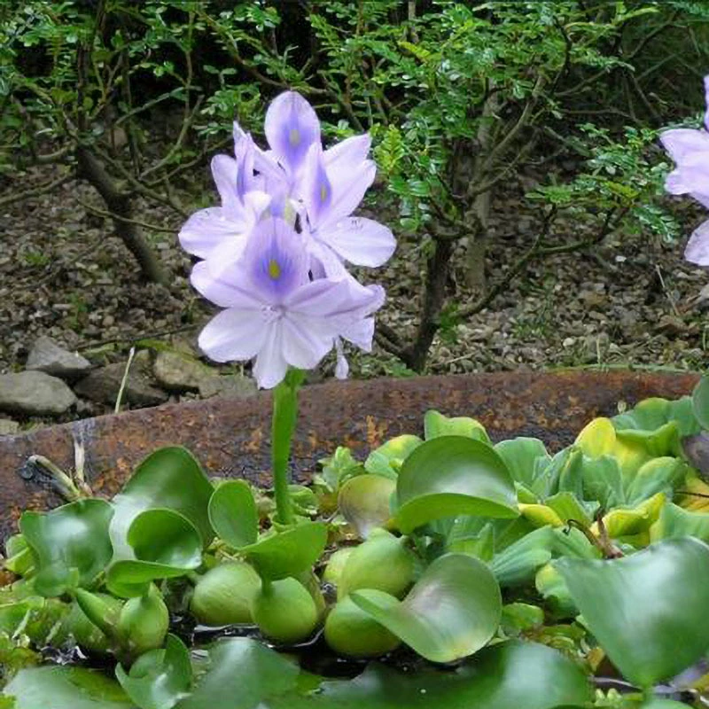 Оптовые водные растения Eichhornia crassipes водный гиацинт водоем озеленение искусственный плавающий островной материал контракты на посадку обслуживание
