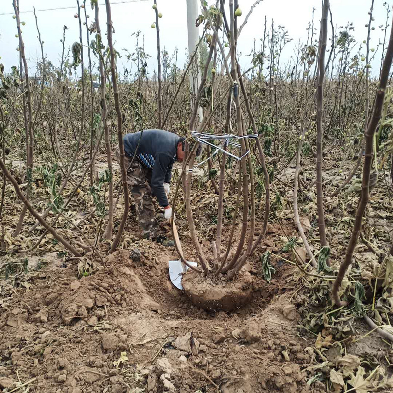 苗圃直销波姬红无花果苗 布兰瑞克无花果苗 金傲芬无花果品种纯|ms