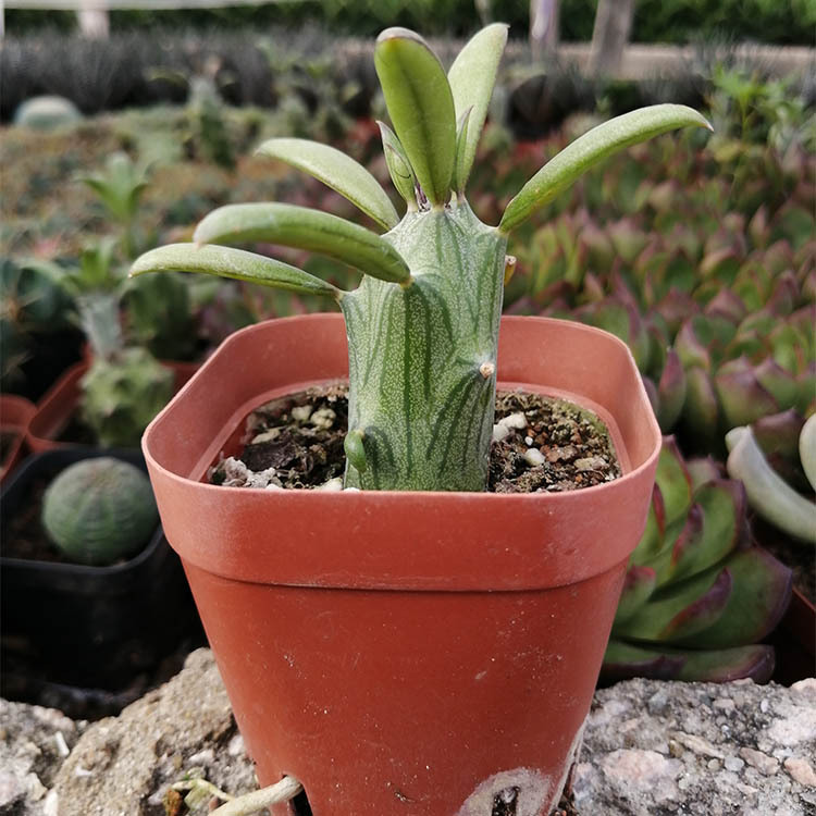 漳州多肉植物批发 普西利菊 裸根 约3-4cm  花卉绿植盆栽园艺盆景