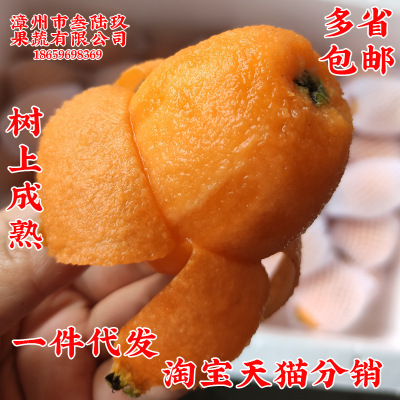 采源宝云霄枇杷一件代发新鲜水果福建漳州特色现摘树上成熟应季|ms